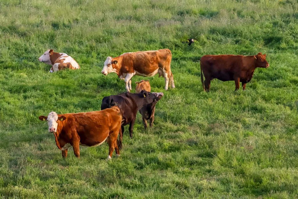 Elberind Rinder auf Weide von oben
